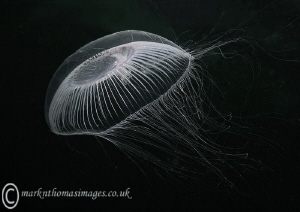 Hydromedusa. by Mark Thomas 